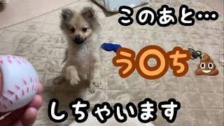 ボール遊びで興奮した子犬ポメラニアンの結末がヤバすぎた