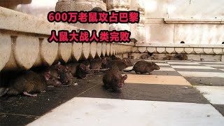 600万老鼠攻占巴黎，人鼠大战人类完败，老鼠为何难以灭除?