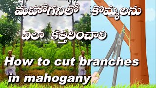 మహోగని చెట్టు కొమ్మలను ఎలా కత్తిరించడం, Mahogany cutting Side Branches,Mahogany,Chaturveda ,Cropcity