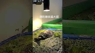 黃頭側頸龜-阿羽🐢放屁