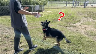 German Shepherd Dog Breaks Her 4th Birthday Present Just One Day!