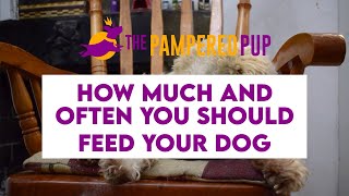 How Much and How Often You Should Feed Your Dog