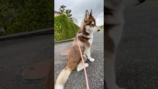 お散歩前にしっぽの存在に気づくシベリアンハスキー(HUSKY)