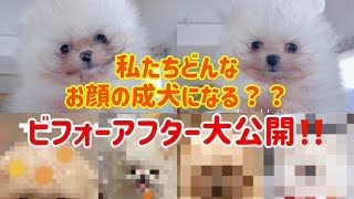 生後50日目のポメラニアンがどんなお顔の成犬になるかな？予想してみよう！