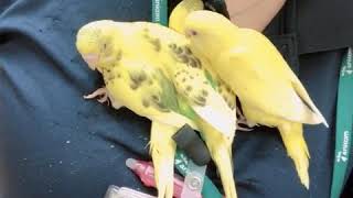 川崎小向店　セキセイインコ