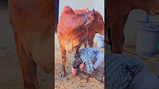 😱😱 Jai gau Mata Jai shree Krishna #trending #shorts #short #subscribe #viral #reels #foryou #new