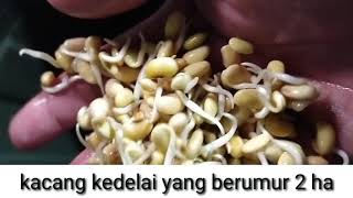 cara membuat touge kedelai