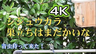 シジュウカラ・巣立ちはまだ？（４K)