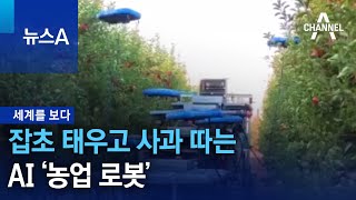 [세계를 보다]잡초 태우고 사과 따는 AI ‘농업 로봇’ | 뉴스A