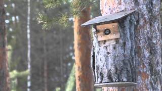 Sinitiainen nakuttaa pöntön suuaukkoa