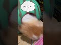 【悲劇】胡蝶しのぶのコスプレしているミックス犬（ポメパピ）ランちゃんがスイカベッドに入ったらとんでもないことに！ペットおもしろ動画