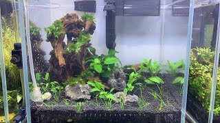 30厘米三角构图沉木水景【アクアリウム】Aquarium