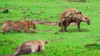 Danger Is Approaching! Hyena Excitedly Did This On Leopard's Territory And The Ending