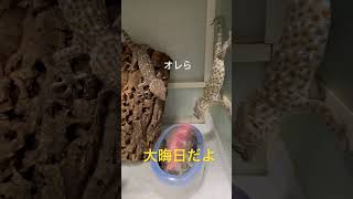 【トッケイ】年越しそば？【ヤモリ】【爬虫類】