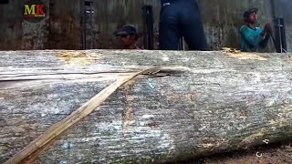 Detik-detik Dahsyatnya mesin bandsaw membelah kayu jati borongan negeri jiran seharga 86juta sebox