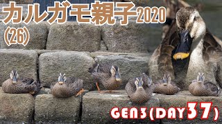 カルガモ親子2020(第27回)怒涛のカルウイング第3世代37日目