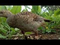 beutiful teetar bird in jungle francolin viral partridge desiteetar francolin greyfrancolin