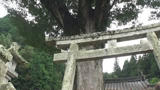 30秒の心象風景20119・鳥居越しの巨木～リカちゃんの旅～