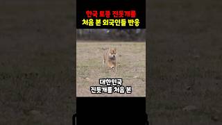 한국 토종 진돗개를 처음본 외국인들 반응