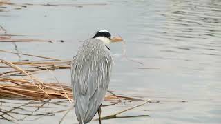 2023.1.17新横浜公園の 野鳥_チャプター付き