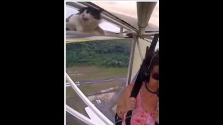 flying cat,voiceover voiceovers cat cats,#flying #flight #wingman #pilot #airplane