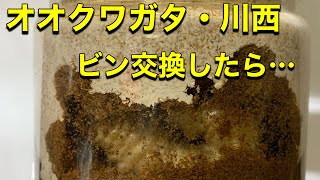 【オオクワガタ・川西】菌糸ビン交換したらすぐに・・・