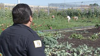 Cook County Jail Gardening Program | Localish