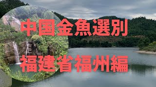 中国金魚選別　福建省福州編