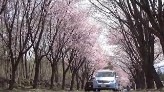 岩木山麓の「世界一の桜並木」　今が見頃