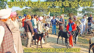 मुल्लापुर की नई बकरा मंडी की पूरी रौनक part 1 @farmingbaba MULLANPUR NEW GOAT MARKET FULL RAUNAK