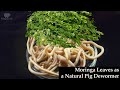 5 Simple Steps to Create a Natural Pig Dewormer with Moringa Leaves