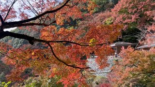 2022/11/21　見頃です！　白滝公園の紅葉　〜愛媛県大洲市〜