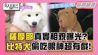 【本周精選】薩摩耶真實相貌曝光？！超愛滾泥巴又愛拆家！比特犬偷吃眼神超有戲！藍教主：這種眼神我看多了！   20230703