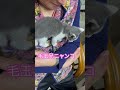 ネコと子ネコとおじさんの時々バァバ　バァバに甘える毛玉兄ニャンコシリーズ　 shorts cat cats ねこ ねこのいる生活 猫 保護猫 子猫 kitty