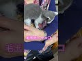 ネコと子ネコとおじさんの時々バァバ　バァバに甘える毛玉兄ニャンコシリーズ　 shorts cat cats ねこ ねこのいる生活 猫 保護猫 子猫 kitty