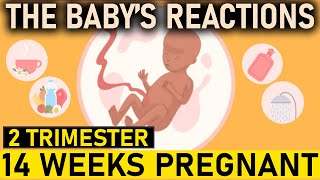 THE BABY’S REACTIONS! 14 weeks pregnant | 2 trimester