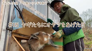 【77歳ヤギ飼い#32】雨…ヤギたちにオヤツをあげた日の事「72歳からの楽しいシニアライフ#115」