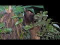 ヤエヤマオオコウモリ　ryukyu fruit bat　宮古島