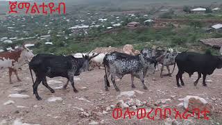 የገጠር ልጅ ማነው ትዝታ ያለበት #ወሎ# ወረባቦ#ወይንሸት#ቅንብር#አራባቲ#