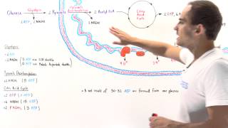 ATP Yield of Aerobic Cell Respiration