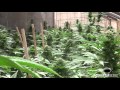 Dinafem Seeds crew visits marijuana outdoor gardens in Africa