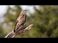 the song of the common buzzard nature and bird sounds 10 hours