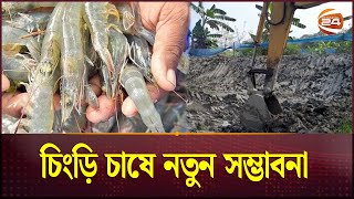 বাগেরহাটে জনপ্রিয় হয়ে উঠছে ক্লাস্টার পদ্ধতিতে চিংড়ি চাষ | Shrimp farming | Channel 24