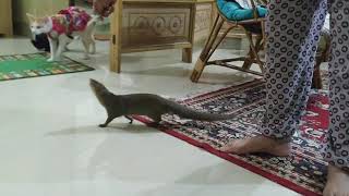 Funny pet mongoose..