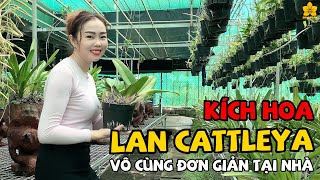 KÍCH HOA lan Cattleya vô cùng ĐƠN GIẢN tại nhà / #Hoalan4U