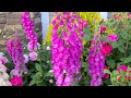 peaceful cottage garden flowers tour. gorgeous foxgloves join me in the garden. zone 6b june 2022.