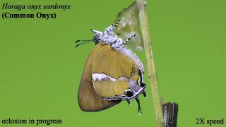 The eclosion event of a Common Onyx (Horaga onyx) butterfly