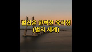 벌집은 완벽한 육각형(벌의 세계)