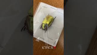 プラチナコガネ綺麗すぎ‼️