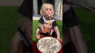 ドラゴン フルーツを食べる愛らしい赤ちゃん猿 #monkey #monkeymonkey #monkeydluffy #さる #monkeys #jp #monkeyvideo #ペット #cute